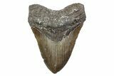 Huge, Fossil Megalodon Tooth - North Carolina #381344-1